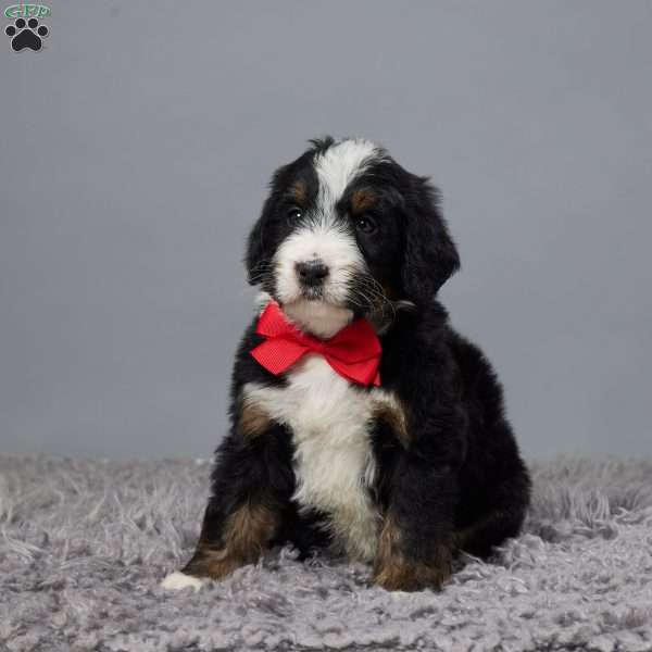 Theodore, Bernedoodle Puppy
